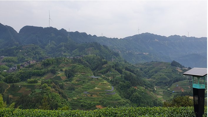 Teeanbau