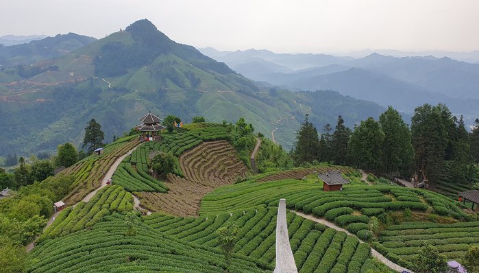 Teeanbau