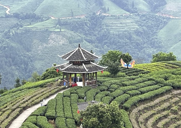 Teeanbau und Teehaus